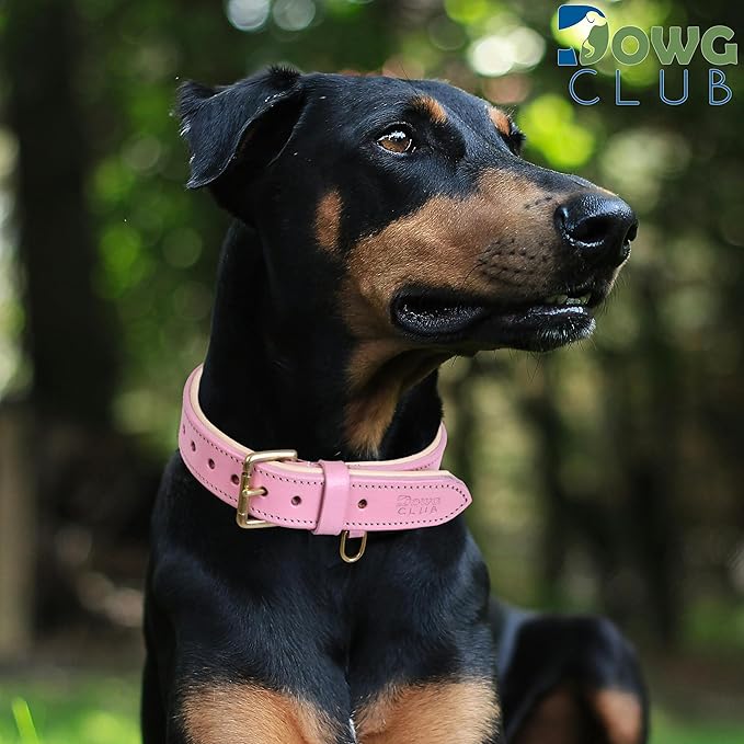Leather Dog Collar for Medium Dogs, Light Pink, 1 Inch Wide, Genuine Leather, Heavy Duty with Soft Inner Padding, Comfortable and Durable (Blush Pink, M (Fit Neck Size 14.5"-18.5"))