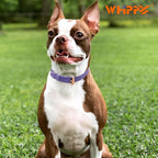 WHIPPY Leather Dog Collar for Small Medium Large Dog Adjustable Soft Breathable Leather Padded Puppy Collar with Alloy Buckle Heavy Duty Waterproof Classic Dog Pet Collar,Purple,XS
