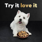 Cesar Filets in Gravy Wet Dog Food Wood-Grilled Chicken Flavor, 1.76 oz. Mini-Pouch (20 Count, Pack of 1)
