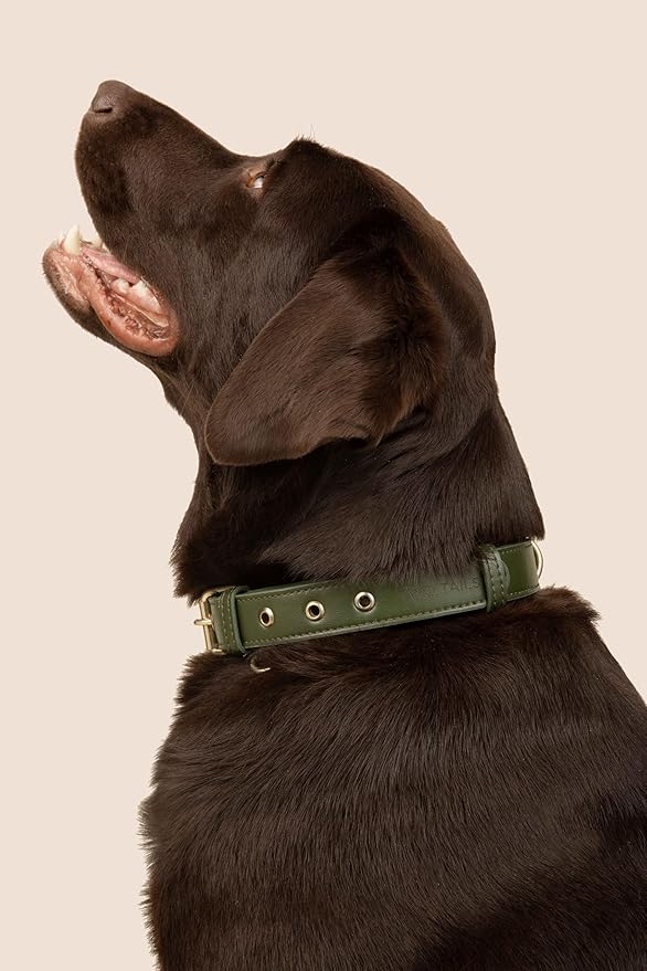 Two Tails Pet Company Cactus Vegan Leather Dog Collar, Adjustable Pet Collar with Gold Hardware and D Rings for Leash and ID Tag for Dogs and Puppies, Easy to Clean & Eco Friendly, Green, Size Medium