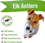 Buck Bone Organics Dog Chews, Elk Antlers for Dogs, Long Lasting Dog Bones for Aggressive Chewers, All Natural, No Preservatives, Wild Shed in The USA (Small 3 Pack)