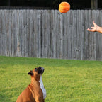 Jeffers Pet Sporty Pup Plush Football Squeaker Dog Toy, 8" - Soft Interactive Plush Ball for Dogs & Puppies, Indoor Play, Fetch, Cuddle, Interactive Fun, Birthday, Holiday, Christmas, Halloween