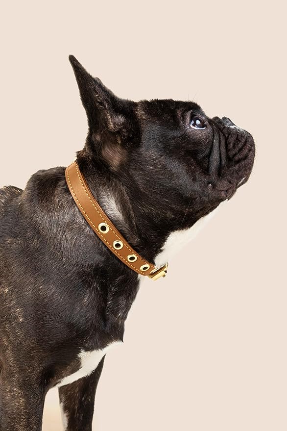 Two Tails Pet Company Cactus Vegan Leather Dog Collar, Adjustable Pet Collar With Gold Hardware and D Rings for Leash and ID Tag for Dogs and Puppies, Easy to Clean & Eco Friendly, Caramel, Size Large