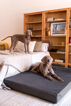 NOAH & PAW Giant Dog Bed XXL 55x45x9.5 Inch, Orthopedic Dog Beds, Eggshell Memory Foam Infused with Cooling Gel, Waterproof, Machine Washable, Includes Inner Cover (Faux Leather)