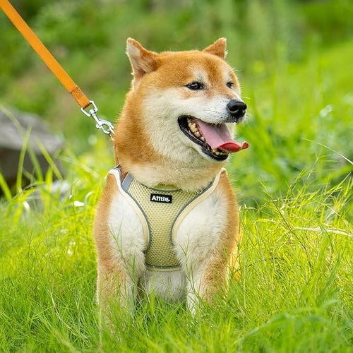 AIITLE Comfortable Dog Harness and Leash Set for Walking - Summer Step in Vest Harness,Reflective Bands, Adjustable No Pull Puppy Essentials, for Small Dogs and House Cats Beige XS