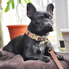 Didog Soft PU Leather Dog Collars for Medium Dogs,Classic Adjustable Dog Collars with Quick Release Metal Buckle,Easy Clean and Comfortable with Nylon Lining,Pink,M Neck 13-19"