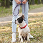 Dogline Biothane Waterproof Dog Leash Strong Coated Nylon Webbing with Black Hardware Odor-Proof Easy to Clean High Performance for Small or Large Dogs Made in USA 2 ft Lead, Violet Purple
