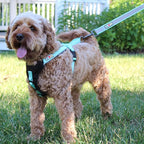 Pawtitas 6 FT Padded Dog Leash with Comfortable Neoprene Padding Handle - Camo Green Lead | Medium Reflective Dog Leash with Highly Reflective Band Perfect for Medium and Large Dogs and Puppies.