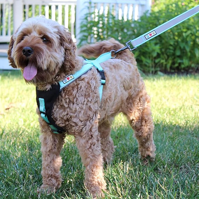 Pawtitas Personalized Dog Leash - Embroidered Customize Your Pet's Name & Phone Number - Reflective 6 ft Long Orange Leash