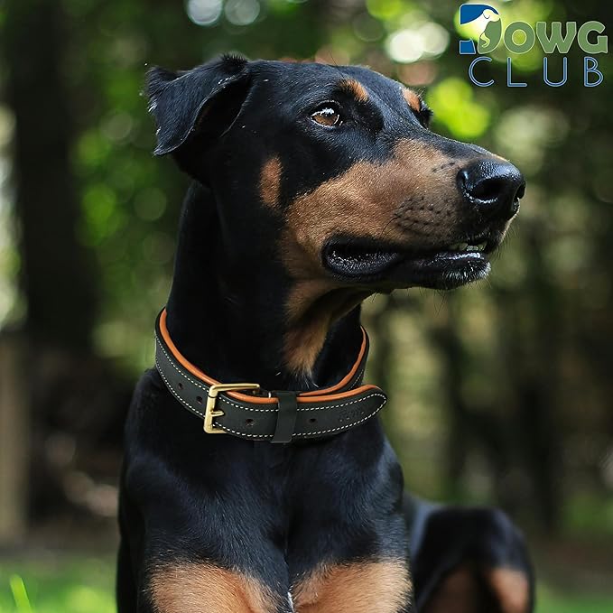 Genuine Leather Dog Collar | Full Grain, Heavy Duty, Comfortable, Padded, Strong | Best for Pups, Small, Medium, Large & XL Breeds (Large (Fit Neck Size 18.5"-22.5"), Teal Green)