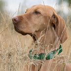 Dogline Biothane Waterproof Dog Collar Strong Coated Nylon Webbing with Black Hardware Odor- Proof for Easy Care Easy to Clean High Performance Fits Small Medium or Large Dogs, Hunter Green