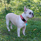 Reflective Dog Collar Padded with Soft Neoprene Breathable Adjustable Nylon Dog Collars for Small Medium Large Dogs (Medium (Pack of 1), Pink Collar+Leash)
