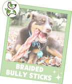 Nature Gnaws Braided Bully Sticks for Dogs 11-12" (5 Count) - Long Lasting for Aggressive Chewers and Large Dogs - Natural Beef Dog Chew Bones