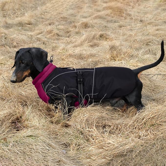 Lelepet Dachshund Coat Warm Dog Winter Coat Waterproof Dog Jacket with Fleece Lining, Reflective Outdoor Dachshund Snowsuit with Leash Hole Adjustable Neckline,Coats for Small Medium Dogs,Purple, S