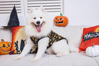 Aiboria Winter Dog Coat Windproof Fleece Jacket with Chest Strap Dog Vest Harness Halloween Black XXL