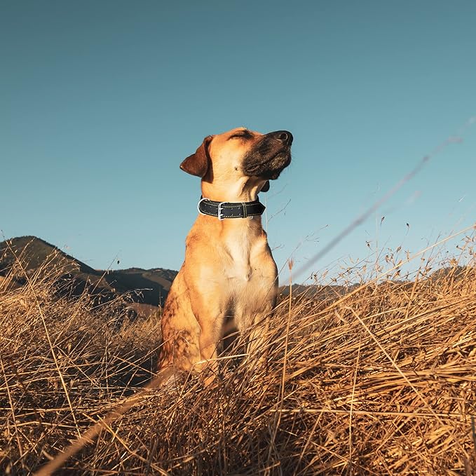 Riparo Dog Collar - Genuine Leather Dog Collars - Heavy Duty Dog Collars for Medium Large and Extra Large Dog Breeds (XL: 1.5” Wide for 22” - 26” Neck, Black/Orange Thread)