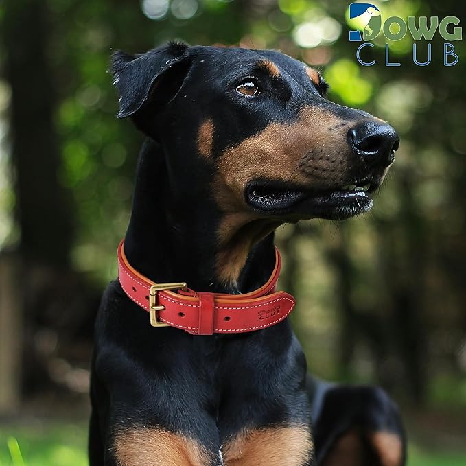 Genuine Leather Dog Collar | Full Grain, Heavy Duty, Comfortable, Padded, Strong | Best for Pups, Small, Medium, Large & XL Breeds (Large (Fit Neck Size 18.5"-22.5"), Red)
