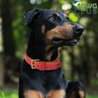 Leather Dog Collar for Medium Dogs, Red, 1 Inch Wide, Genuine Full Grain Leather, Heavy Duty with Soft Inner Padding, Comfortable and Durable (Medium (Fit Neck Size 14.5"-18.5"), Red)