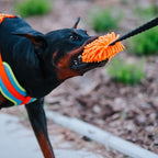 Dingo Shaggy tug Toy for Dog, nuby Noodle Plush, tug of war, Outdoor Play, Dog Training, Agility, Bungee Handle 9-18in, Orange