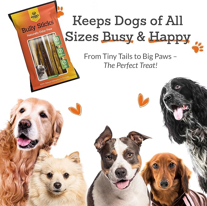 Advance Pet Products 6 Inch Bully Sticks (Pack of 10) - 100% Beef, Odor Free Dog Chews for Aggressive Chewers - Long Lasting, Gluten-Free, Easy to Digest, High Protein & Rawhide Free Chews for Dogs