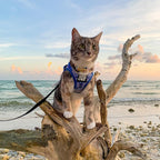 Travel Cat Harness and Leash Set - Adjustable Fit Mesh Cat Harness and Reflective Strap - Comfort Walking Vest for Kitten for Outdoor Walking, Hiking (Large, Groovy)