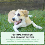 Open Farm, Ancient Grains Dry Dog Food for Puppies, Protein-Rich & Nutrient Dense, 90% Animal Protein Mixed with Non-GMO Fruits, Veggies and Superfoods, Chicken & Salmon Recipe for Puppy, 4lb Bag