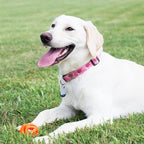 Chuckit! Air Fetch Ball Dog Toy - Size Large - For Dogs 60-100 lbs - Bouncy and Durable - Hollow Design - 3-inch Diameter - Pack of 1