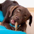Wildfang® Coffee Wood Dog Chew, Large - Tough Chew Toys for Aggressive Chewers, Dog Teething Toys for Puppies, Training for Chewing Muscles, Coffee Tree Sticks for Large Dogs (55-99 lbs)