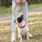 Dogline Biothane Waterproof Dog Leash Strong Coated Nylon Webbing with Black Hardware Odor-Proof Easy to Clean High Performance for Small or Large Dogs Made in USA 4 or 6 ft Lead, Treasure Gold