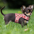 Mile High Life Dog Harness, Air Mesh Floral Vest Harness for 20 lbs Small Dogs & Cats, Easy Get on Adjustable Easy Closures Both Neck and Chest(Lily, XS Chest 14"-16")