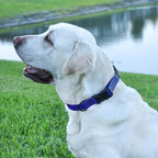 Dogline Biothane Waterproof Dog Collar with Quick Release Buckle Strong Coated Nylon Webbing with Odor- Proof for Easy Care Easy to Clean Fits Small Medium or Large Dogs, Royal Blue 3/4" W 12-19" L