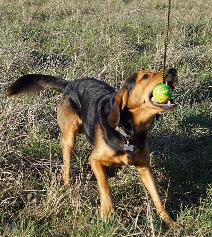Dingo Fetch Ball Made of Hard Rubber with a String, Large, for Aport Game Dog Training 17298