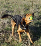 Dingo Fetch Ball Made of Hard Rubber with a String, Large, for Aport Game Dog Training 17298