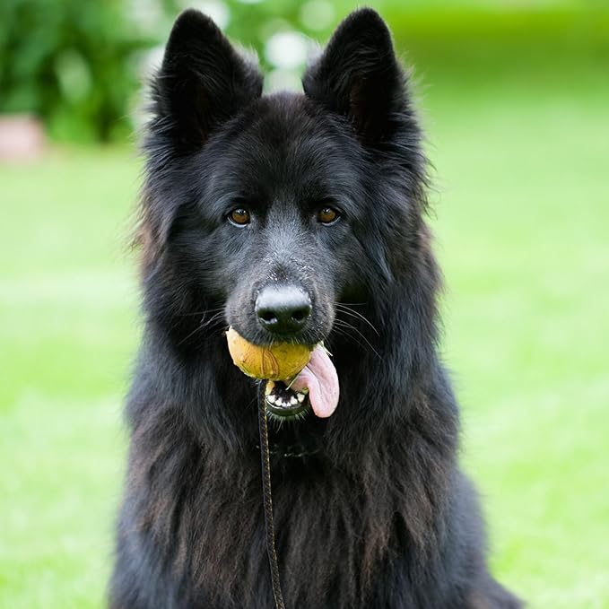 Dingo Fetch Ball Made of Hard Rubber with Knobs and String, Small, for Aport Game Dog Training 17321