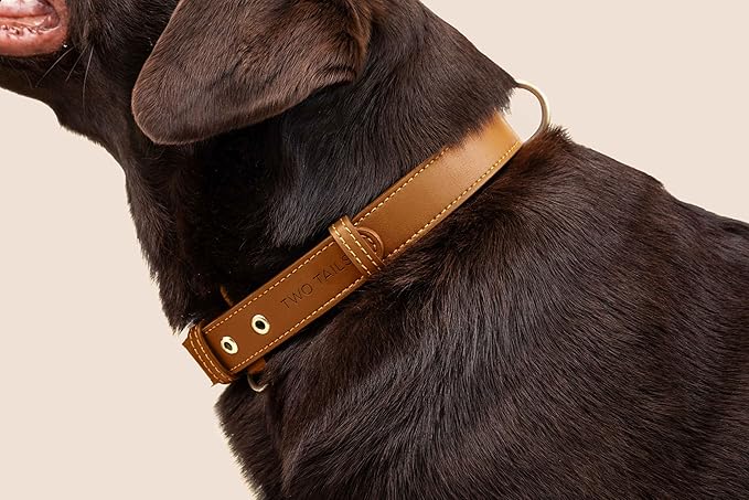 Two Tails Pet Company Cactus Vegan Leather Dog Collar, Adjustable Pet Collar With Gold Hardware and D Rings for Leash and ID Tag for Dogs and Puppies, Easy to Clean & Eco Friendly, Caramel, Size Small