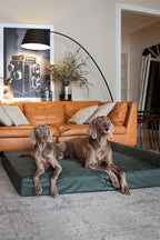 NOAH & PAW Giant Dog Bed XXL 55x45x9.5 Inch, Orthopedic Dog Beds, Eggshell Memory Foam Infused with Cooling Gel, Waterproof, Machine Washable, Includes Inner Cover (Faux Leather)