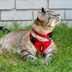 Voyager Step-in Lock Adjustable Cat Harness w. Cat Leash Combo Set with Neoprene Handle 5ft - Supports Small, Medium and Large Breed Cats by Best Pet Supplies - Red, XS