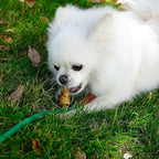 MON2SUN Dog Rawhide Knot Bones Small Rawhide Bones Mini Chews Chicken Flavour 2.5 Inch 60 Count for Puppy and Small Dogs