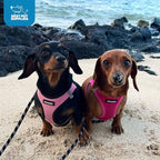 Best Pet Supplies Voyager Step-in Air Harness - All Weather Mesh, Reflective, No Pull Harness for Dogs, Cats - Secure with Hook & Loop Fastener, Buckle, Double D-Rings - Fuchsia, XS