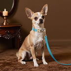 Didog Soft PU Leather Dog Collars for Small Dogs,Classic Adjustable Dog Collars with Quick Release Metal Buckle,Easy Clean and Comfortable with Nylon Lining,Light Blue,S Neck 10-15"