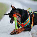 Dingo Toy for Dog, Durable TPR Rubber for chewers, Fetch Toy for Play, Boomerang 9.1", 17395 (Aport dent)