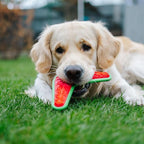 Dingo Toy for Dog, Durable TPR Rubber for chewers, Fetch Toy for Play, Boomerang 9.1", 17395 (Bommerang)