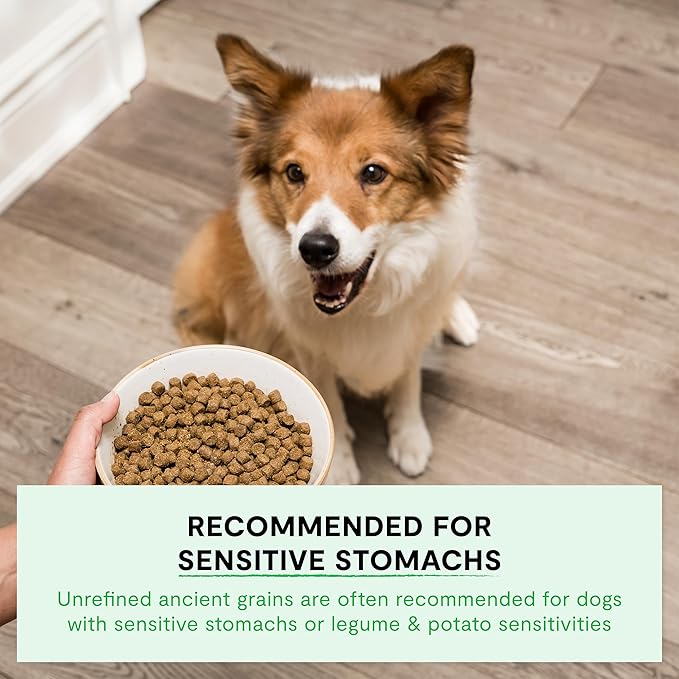 Open Farm, Ancient Grains Dry Dog Food, Protein-Rich & Nutrient Dense, 90% Animal Protein Mixed with Non-GMO Fruits, Veggies and Superfoods, Homestead Turkey Recipe, 22lb Bag