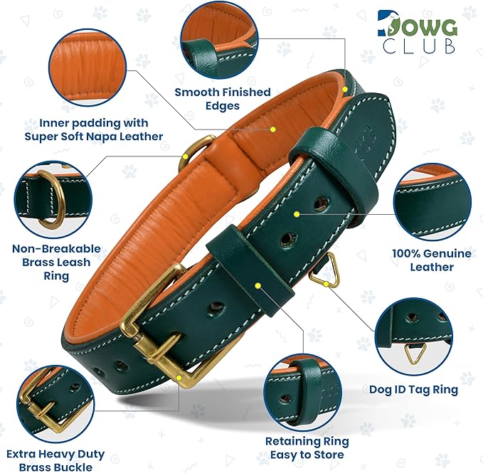 Genuine Leather Dog Collar | Full Grain, Heavy Duty, Comfortable, Padded, Strong | Best for Pups, Small, Medium, Large & XL Breeds (Medium (Fit Neck Size 14.5"-18.5"), Teal Green)