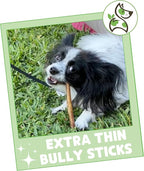Nature Gnaws Extra Thin Bully Sticks for Small Dogs 5-6" (50 Count) - Long Lasting for Light Chewers and Puppies - Natural Beef Dog Chew Bone