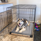 FXW TitanNest Chew-Proof Elevated Dog Bed, Raised Cot for Indoor/Outdoor/Camping Use, Durable & Washable Padded Pet Bed for Medium Dogs, 41.0" L x 27.0" W x 5.0" H, Gray