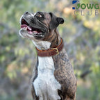Genuine Leather Dog Collar | Padded, Full Grain, Heavy Duty, Comfortable, Strong | Best for Pups, Small, Medium, Large & XL Breeds (Small (Fit Neck Size 11.5"-14.5"), Dark Brown)