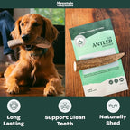 Mountain Valley Elk Antlers for Dogs - 100% Natural & Organic Chew for Aggressive Chewers, No Odor, No Mess, Long Lasting - Wild-Foraged Naturally Shed Antlers in USA - Grade A, Whole Small (3 Pack)