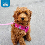 Best Pet Supplies Voyager Step-in Air Harness - All Weather Mesh, Reflective, No Pull Harness for Dogs, Cats - Secure with Hook & Loop Fastener, Buckle, Double D-Rings - Fuchsia, XXXS