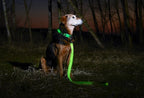 ILLUMISEEN LED Dog Collar USB Rechargeable - Bright & High Visibility Lighted Glow Collar for Pet Night Walking - Weatherproof, in 6 Colors & 6 Sizes (Green Small)